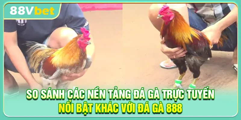 So sánh các nền tảng đá gà trực tuyến